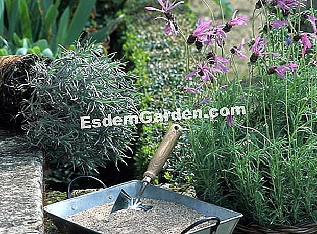 Berjaya menanam lavender: langkah demi langkah - (untuk) Pada musim bunga, lavender tumbuhan