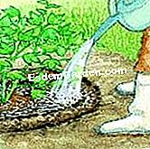 Plant viburnum - (este) Așezați un castron și umpleți-l cu apă