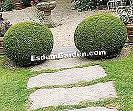 Topiary: boxwood berdiri pengawal - (boxwood) Kurangkan laluan