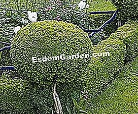 Topiary: boxwood berdiri pengawal - (kayu) Pusingkan sudut