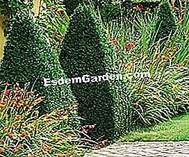 Topiary: boxwood berdiri pengawal - (taman) Bingkai pintu masuk