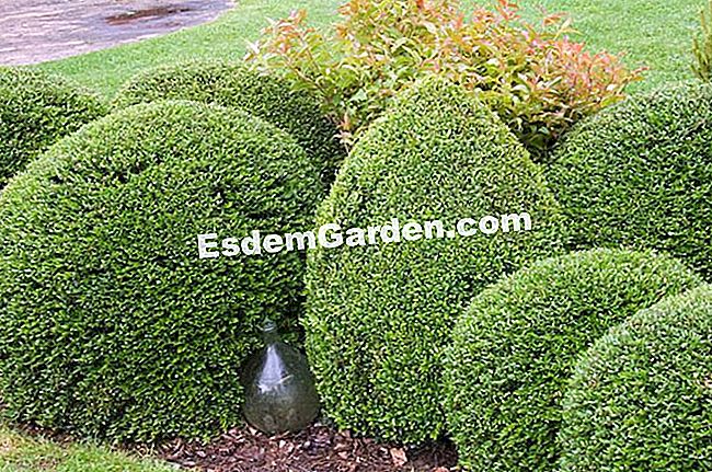Topiary: boxwood berdiri pengawal - (taman) Topi Boxwood - F. Marre - EsdemGarden - nurseri Point du Jour