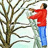 Pokok pemindahan - (pemindahan) Keluarkan beberapa tanduk