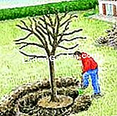 Pokok pemindahan - (atau) Gali parit bulat di sekeliling batang