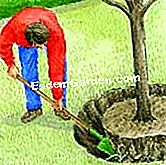 Pokok pemindahan - (dengan) Potong akar dengan menggali pada sudut