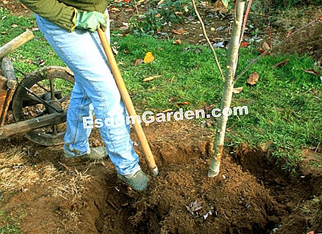 Pokok pemindahan - (dengan) Memindahkan dan memindahkan maple berusia 2 tahun - F. Marre - EsdemGarden