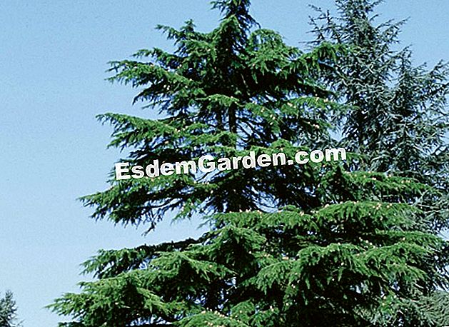 Pokok dengan pelabuhan melangkah untuk taman besar - (untuk) Cedar of Lebanon (Cedrus libani) - P. Asseray - EsdemGarden