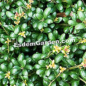 Dua pengganti untuk belukar yang sakit - (yang) Ilex crenata 'Convexa' / dekat