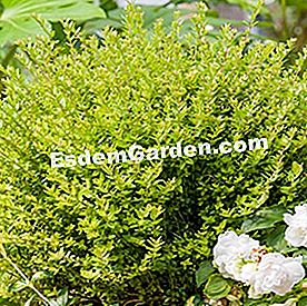 Dua pengganti untuk belukar yang sakit - (untuk) Lonicera nitida 'Tips Rapi'