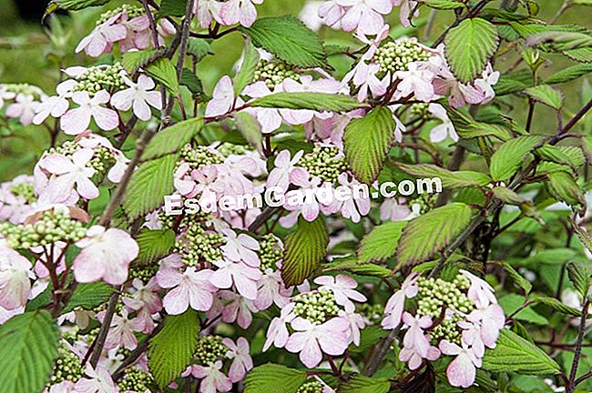 Viburnum air - (viburnum) Viburnum plicatum 'Molly Schroeder'