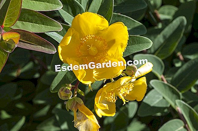 Air St. John's wort - (wort) Hypericum 'Hidcote'