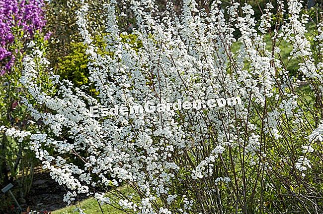 Cospargere la spirea - (idrici) Spiraea prunifolia 'Plena'