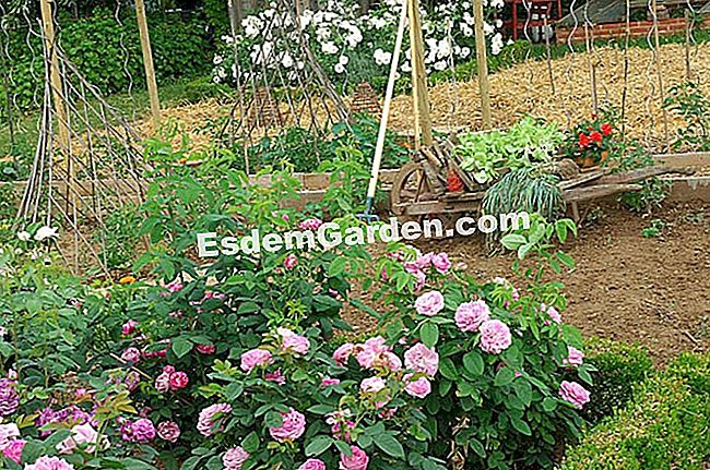 Letakkan semak belukar dengan baik: di dataran yang berongga - (dengan) F. Marre - EsdemGarden - The Pinard Wood - Marie Marcat