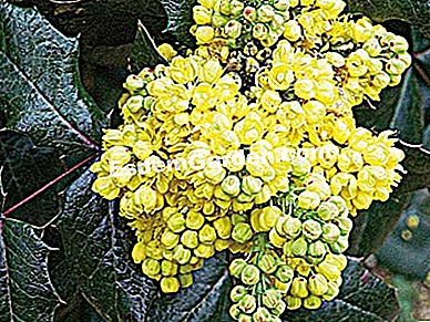 Musim sejuk mekar mahonia - (sejuk) Mahonia aquifolium - F. Marre - EsdemGarden