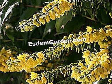 Musim sejuk mekar mahonia - (yang) Mahonia x media 'Amal'