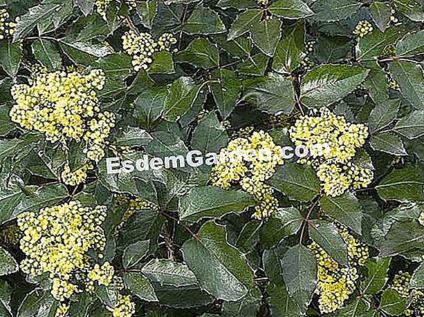 Musim sejuk mekar mahonia - (mekar) Mahonia - F. Marre - EsdemGarden
