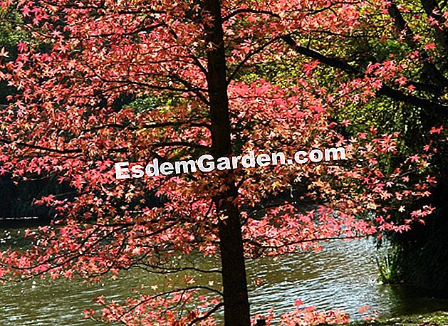 Ein Jahr im Leben des Baumes: Herbst - (Baum) Der Baum im Herbst