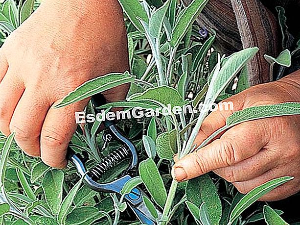 Aromatik: dipotong untuk musim sejuk - (saya) Keratan sage-nanas