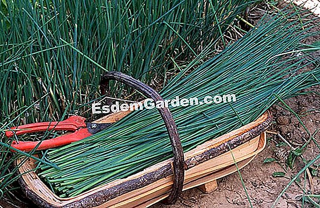 Tuai dan simpan anak buahnya - (yang) F.Marre - EsdemGarden - The Pinard Wood - Marie Marcat