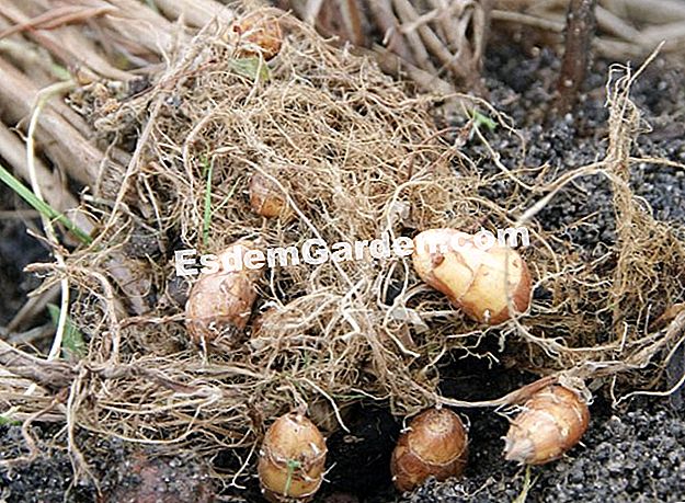 Tuai dan terus pala - (tanah) F.Marre - EsdemGarden - Bidang Pagaille