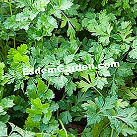 Comporre una fioriera di piante aromatiche - (piante) Piatto di prezzemolo 'Obade'