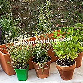 Comporre una fioriera di piante aromatiche - (fioriera) 5 aromatico è un giardiniere