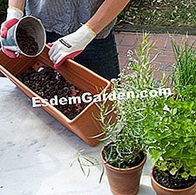 Comporre una fioriera di piante aromatiche - (erbe) Gesto. Installare uno strato di drenaggio pozzolanico nel contenitore (In primo piano: aromatici)