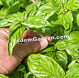 Comporre una fioriera di piante aromatiche - (aromatiche) Cucchiaino di basilico