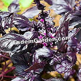 Comporre una fioriera di piante aromatiche - (erbe) Basilico viola
