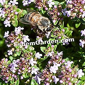 Comporre una fioriera di piante aromatiche - (erbe) Thymus herba barona