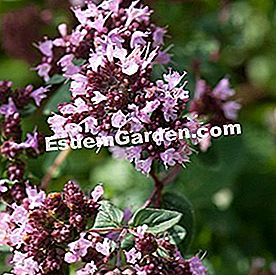 Comporre una fioriera di piante aromatiche - (erbe) Maggiorana