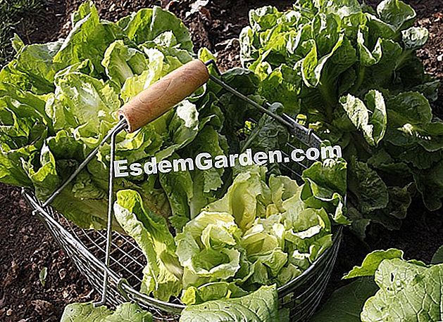 Putaran Tanaman: Chicory - (tanah) Scarole chicory 'Solera'