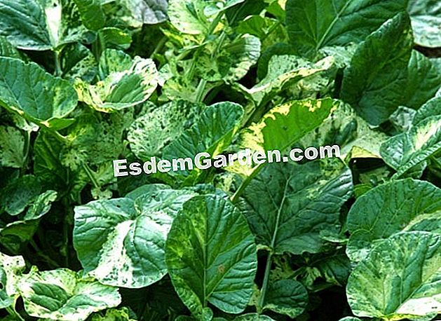Rotazione delle colture: orticoltura - (rotazione) Cipresso variegato - F. Marre - EsdemGarden
