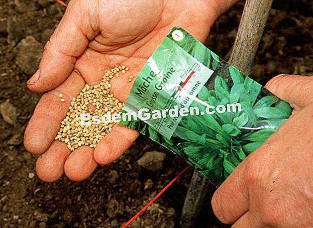 Rotación de cultivos - En suelo empobrecido - Después de los rábanos, siembre la lechuga ahora - (después) Después de la cosecha de rábano, no dude en sembrar lechuga de cordero, un vegetal de otoño que puede disfrutar hasta las primeras heladas - EsdemGarden