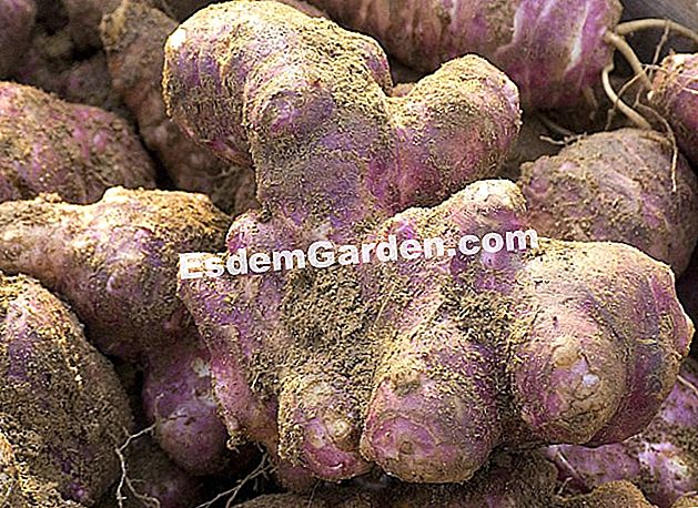 Putaran budaya: Yerusalem artichoke - (artichoke) artichokes Jerusalem