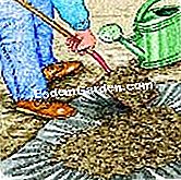 Tumbuh cendawan pada kompos - (kompos) Manure...