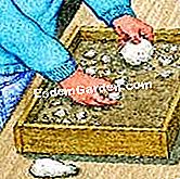 Tumbuh cendawan pada kompos - (kompos) Penanaman