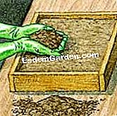Tumbuh cendawan pada kompos - (anda) Mycelium...
