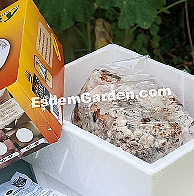 Cultura Shiitake a casa - (casa) Per crescere shiitake a casa: 1° passo