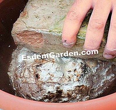 Cultura Shiitake a casa - (cultura) Coltivare lo shiitake a casa: 2° passo