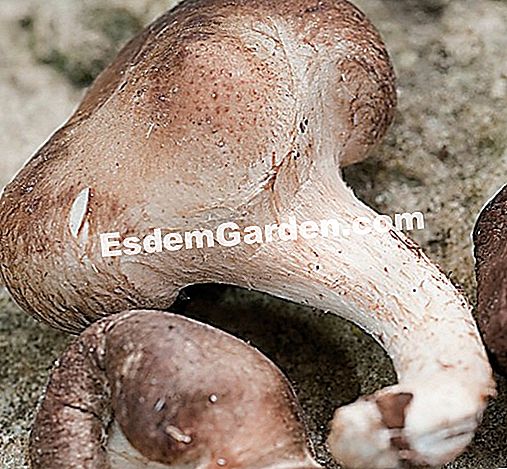 Cultura Shiitake a casa