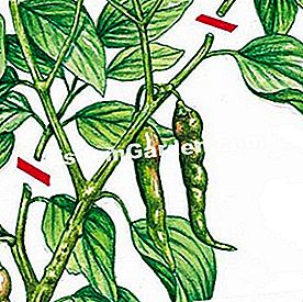 Tagliare peperoni e peperoni - (nelle) Come tagliare pepe e pepe