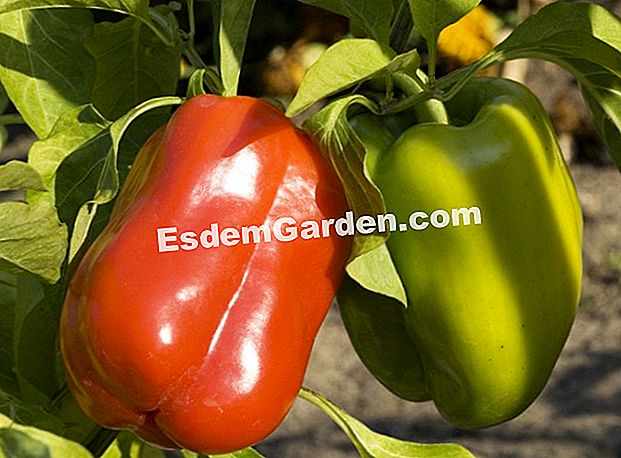 Tagliare peperoni e peperoni - (peperoni peperoni) Peperoni nell'orto