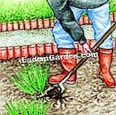 香辛料を分けて植える - () 古いタフトを分割する