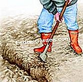 香辛料を分けて植える - () 地面を準備する