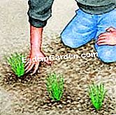 香辛料を分けて植える - () 新しいチベットの足を植える