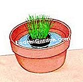 香辛料を分けて植える - () 市販の植物