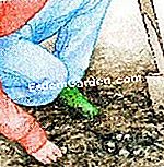Bahagikan pudina - (bahagikan) Sediakan tanah