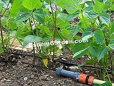 Ne vásároljon többé zöldséget - szükség Csepp törpebab - F. Marre -esdemgarden.com