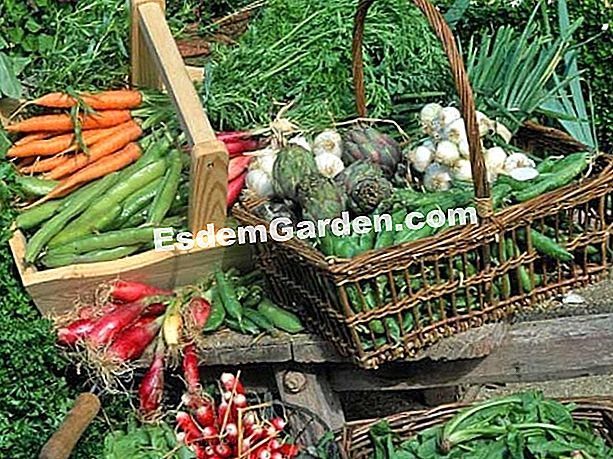 Ne vásároljon többé zöldséget - zöldséget Növényi betakarítás - F. Marre - esdemgarden.com- Pinard fa